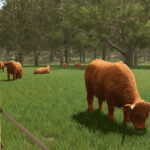 Preview Baby Highland Cattle3