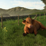 Preview Baby Highland Cattle4
