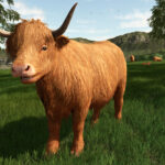 Preview Baby Highland Cattle5