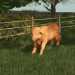 Preview Baby Highland Cattle6