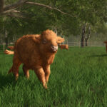 Preview Baby Highland Cattle7
