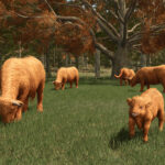 Preview Baby Highland Cattle8