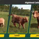 Preview Baby Highland Cattle9