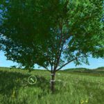 Apple tree and distillery3