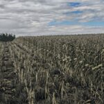Corn Texture New Gen2