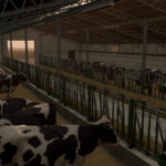 Cow Barn With Manure Conveyor2