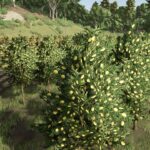 Hutan Pantai Real Orchards - Multifruit5