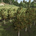 Hutan Pantai Real Orchards - Multifruit6