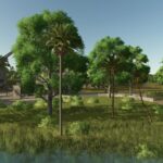 Lapacho Palms