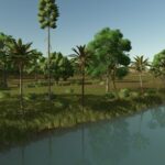 Lapacho Palms4