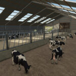 Large UK Indoor Cow Barn2