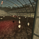 Old Greenhouse Chicken Coop3