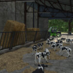 Feret Calf Stall2