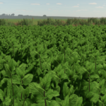 Mint Foliage2
