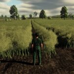 Realistic Canola Growth Cycle in Europe2