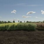 Realistic Canola Growth Cycle in Europe3