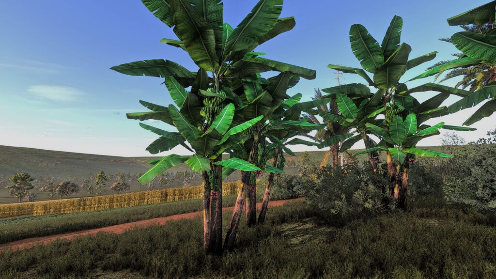 Banana tree