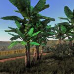 Banana tree