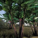 Banana tree2