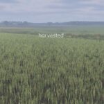 Better canola texture5