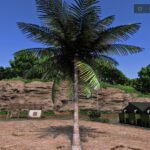 Coconut tree