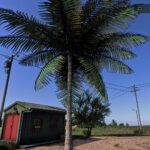 Coconut tree2