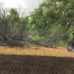 Land Clearing2