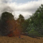 Land Clearing3