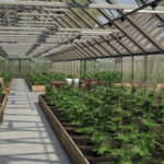 Large Glass Greenhouse Package3