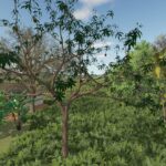 Mango Tree