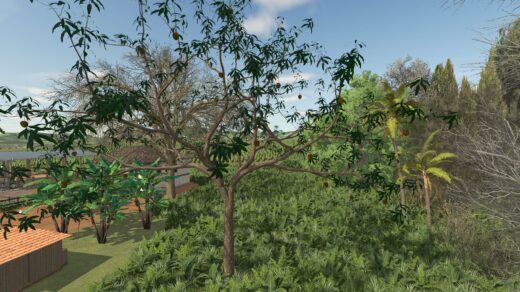 Mango Tree