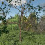 Mango Tree2