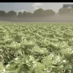 Okra and Edamame PREFAB v1.0