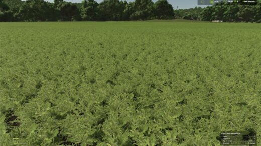Safflower