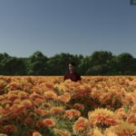 Safflower3