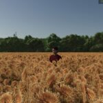 Safflower4