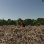 Safflower5