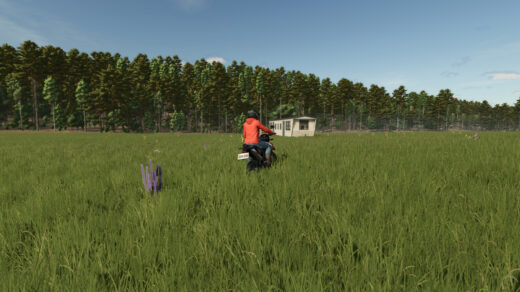 Homestead