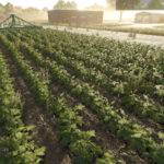 Plant Potatos With Seeders And Planters3