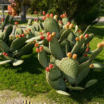 Prickly Pear Cactus2