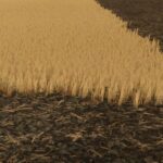 Cut wheat / barley texture V1.0