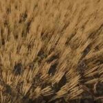 Cut wheat / barley texture V1.0