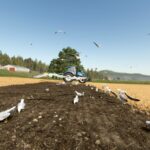 Field Gulls