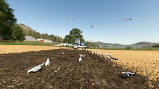Field Gulls