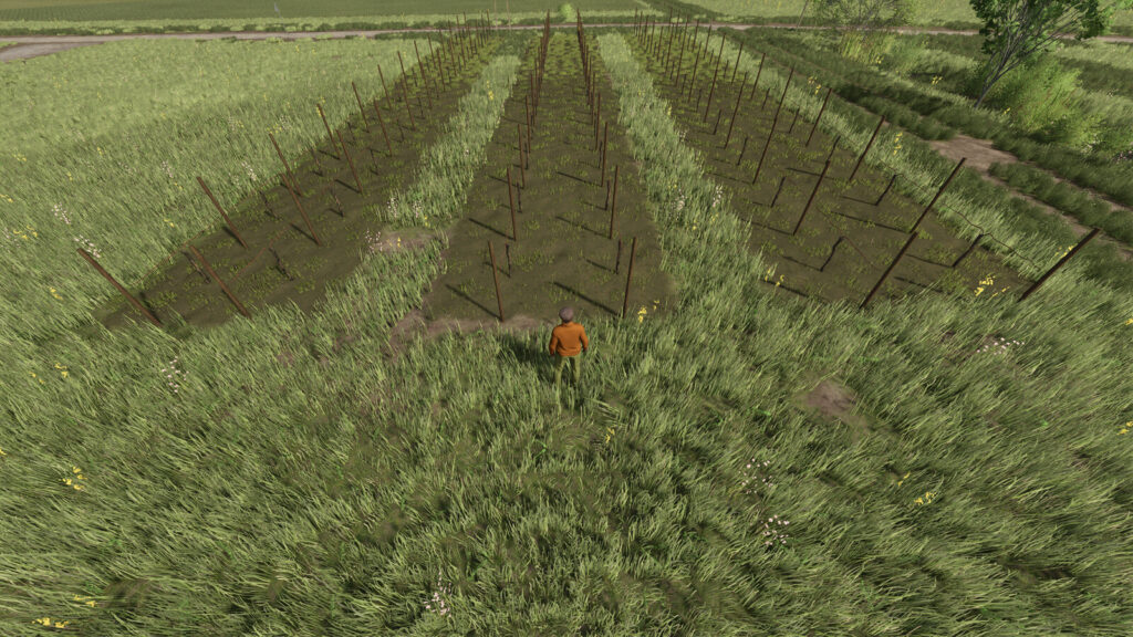 Narrow Vines And Olives