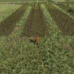 Narrow Vines And Olives