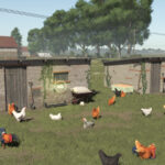 Polish Chicken Coops
