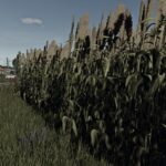 Silage Sorghum2
