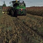 Silage Sorghum3