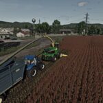 Silage Sorghum4